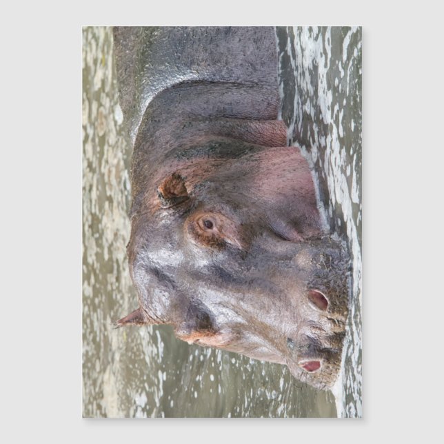 Happy Hippo Magnetkarte (Vorderseite)