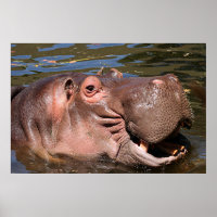 Happy Hippo
