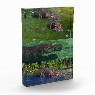 Happy Hippos in einem Teich, Foto Block