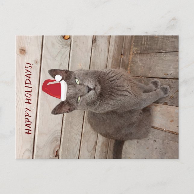 Happy Holidays CaGray Cat Postcard Postkarte (Vorderseite)