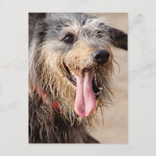 Happy Hund am Strand Postkarte