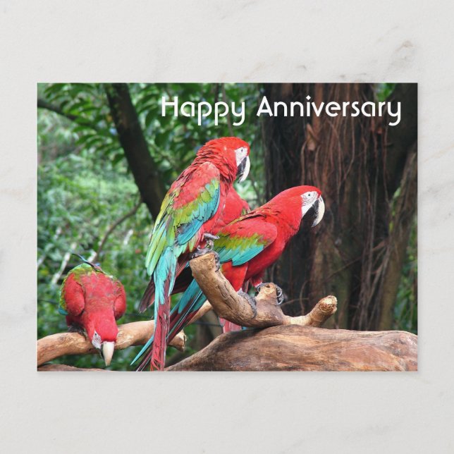 Happy Jubiläum der Papageien Rot, Grün und Blau Postkarte (Vorderseite)