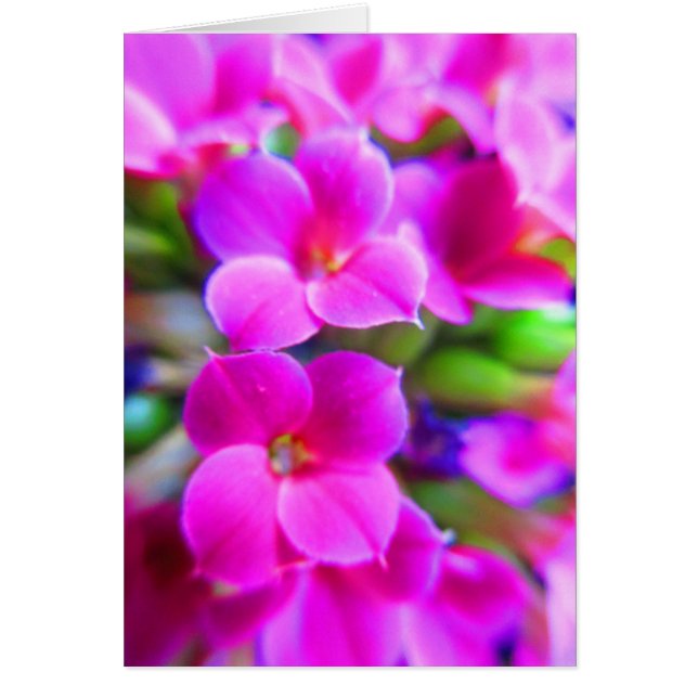 Happy Kalanchoe Blume Pink Magenta Lila (Vorne)