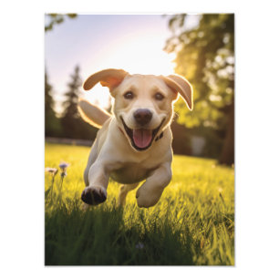 Happy Labrador Puppy Running Fotodruck