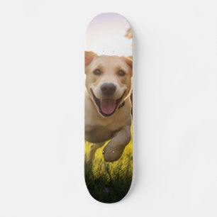 Happy Labrador Puppy Running Skateboard