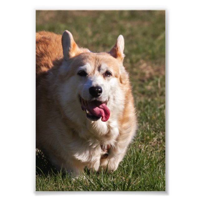 Happy Lady (Corgi) Nah Fotodruck (Vorne)