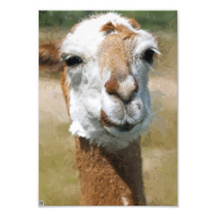 Happy Lama, Maleffekt Fotodruck