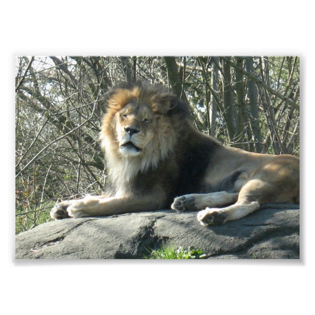 Happy Lion Fotodruck (Vorne)