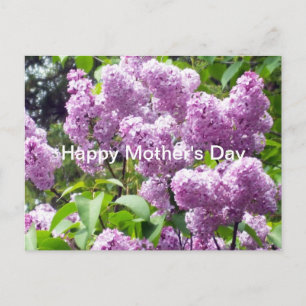 Happy Mother's Day-Lilac Bush Postkarte