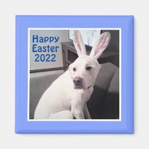 Happy Niedlicher Hund mit Ostersonnigen Ohren blau Magnet