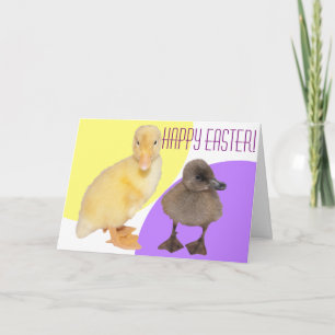 Happy Oaster Adorable Fuzzy Ducklings Fotografie Feiertagskarte