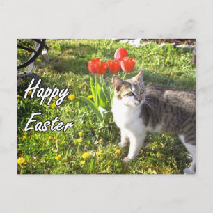 Happy Oaster Cat Postcard Feiertagspostkarte