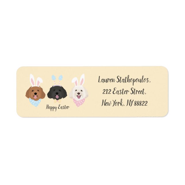 Happy Oaster Maltipoo Hunde (Vorne)