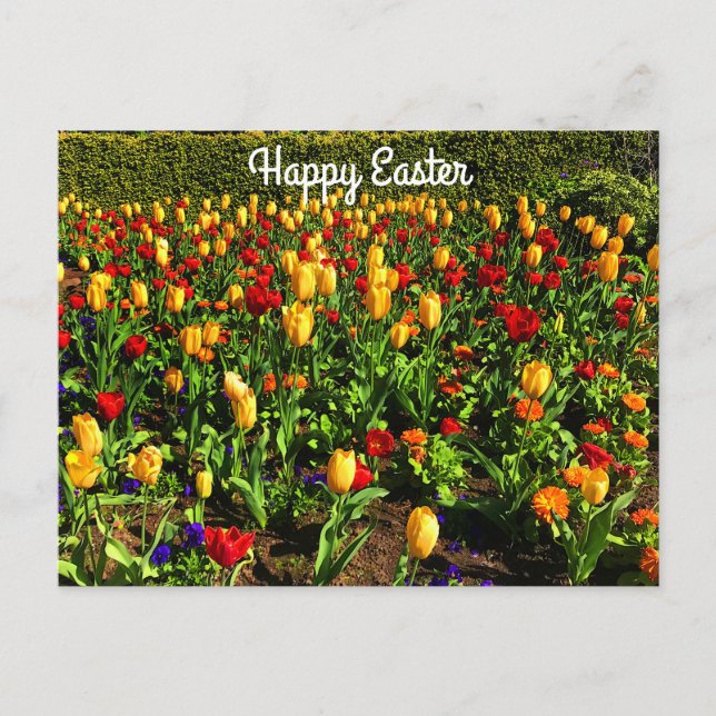 Happy Oaster Red & Yellow Tulips #1 Postkarte (Vorderseite)