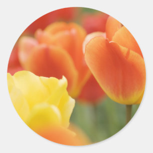 Happy Oaster Tulips Runder Aufkleber