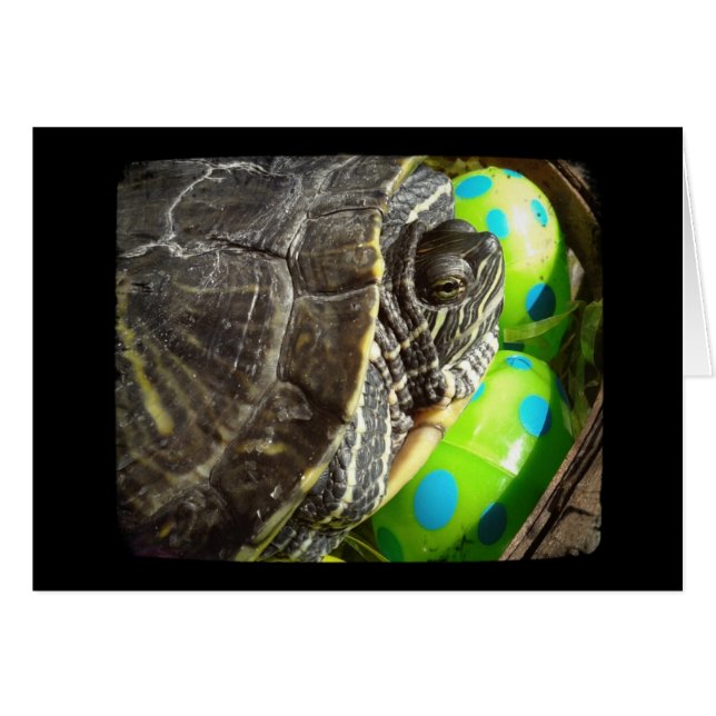 Happy Osterschildkröte (Vorderseite (Horizontal))