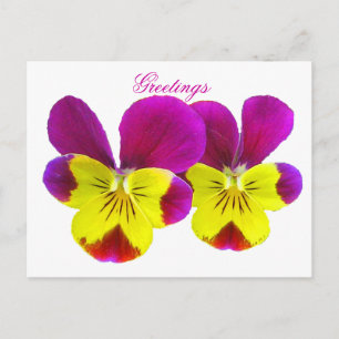Happy Pansy Greetings Postcard Postkarte