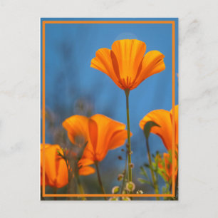 Happy Poppy Postkarte