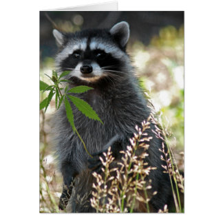 HAPPY RACCOON