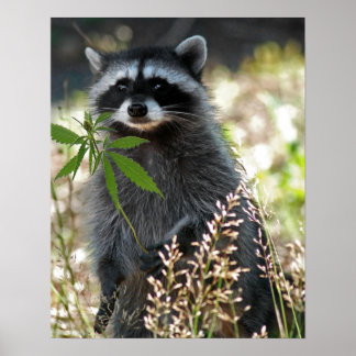 HAPPY RACCOON POSTER