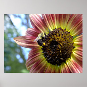 Happy Red Sunflower N Bee Poster