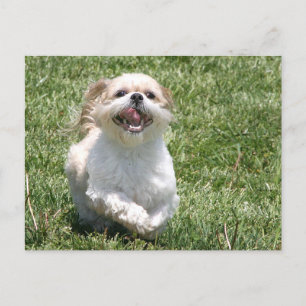 Happy Run Shih Tzu Postkarte
