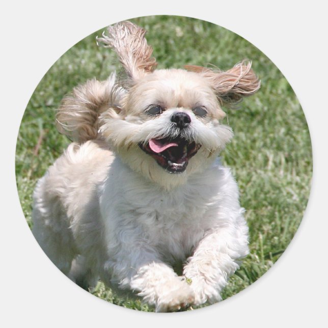 Happy Run Shih Tzu Runder Aufkleber (Vorderseite)