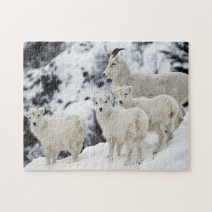 Happy Sheep Family