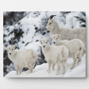 Happy Sheep Family Fotoplatte