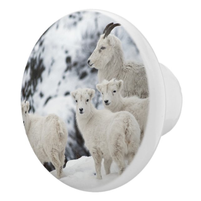 Happy Sheep Family Keramikknauf (Rechts)