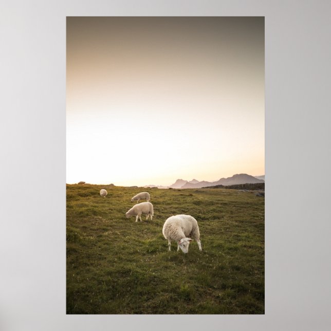 Happy Sheep Poster (Vorne)