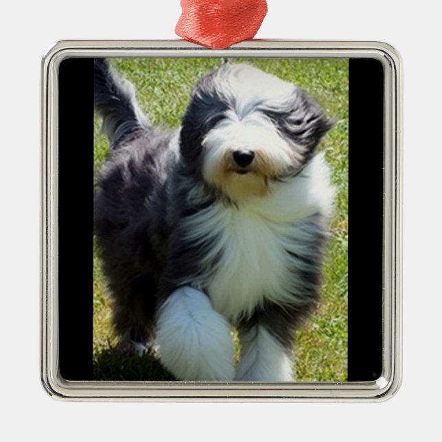 HAPPY SHEEPDOG CHRISTMAS ORNANATION SILBERNES ORNAMENT (Vorne)
