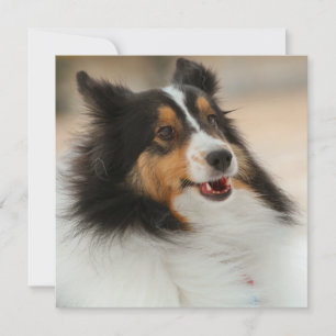 Happy Shelty
