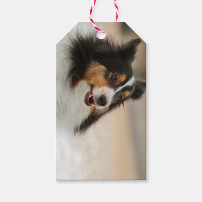 Happy Shelty Geschenkanhänger (Vorderseite)