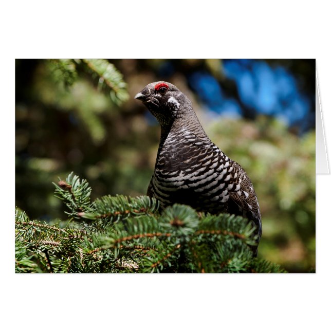 Happy Spruce Grouse (Vorderseite (Horizontal))