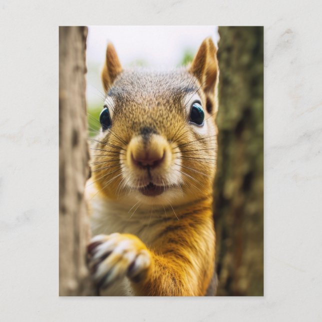 Happy Squirrel Postkarte (Vorderseite)