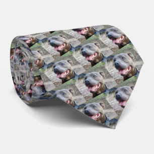 Happy Staffordshire Bull Terrier, Cravate