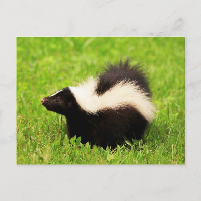 Happy Striped Skunk Postkarte (Vorderseite)