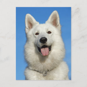 Happy Swiss Shepherd Postkarte