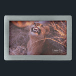 Happy Tau Rechteckige Gürtelschnalle<br><div class="desc">Glücklicher Tau, Löwe in Tetswana-Sprache Botswanas, die Fotos und Geschenke der Natur zeigen ein schönes Foto eines jungen Löwen in Afrika, aufgenommen von Kurt Keller mit einer 35-mm-Kamera auf einer afrikanischen Safari in Botswana. Jeder, der Tiere und alle Löwenliebhaber Liebe, wird diesen zauberhaften, jungen, lächelnden Löwen genießen, der im Gras...</div>