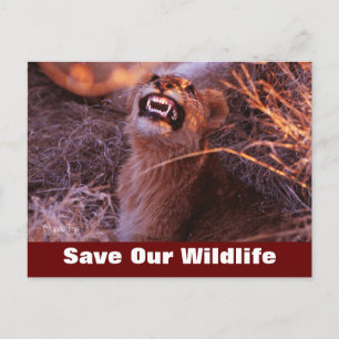 Happy Tau Sauvez Notre Carte Postale Faune