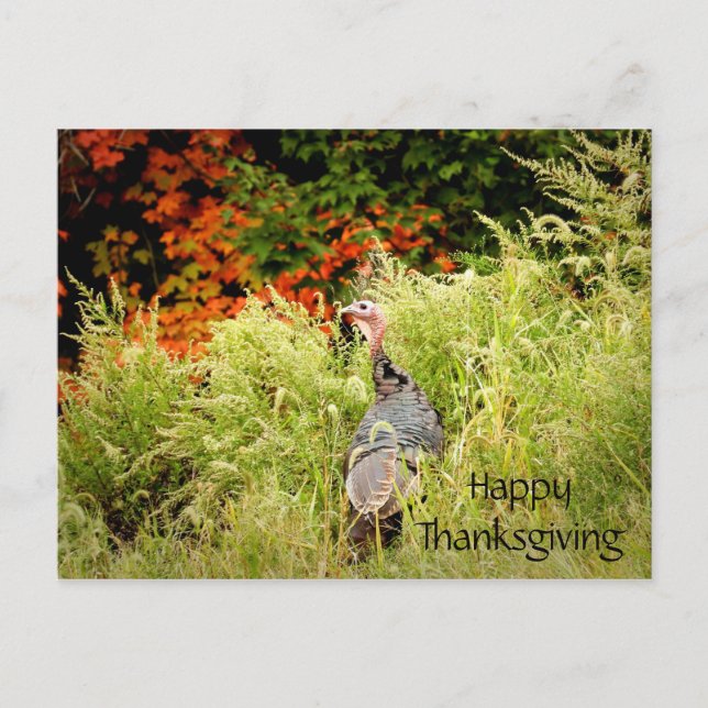 Happy Thanksgiving Wild Turkey Herbstlaubs Postkarte (Vorderseite)