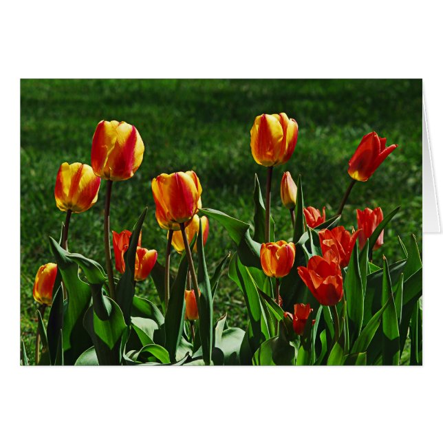 Happy Tulips (Vorderseite (Horizontal))