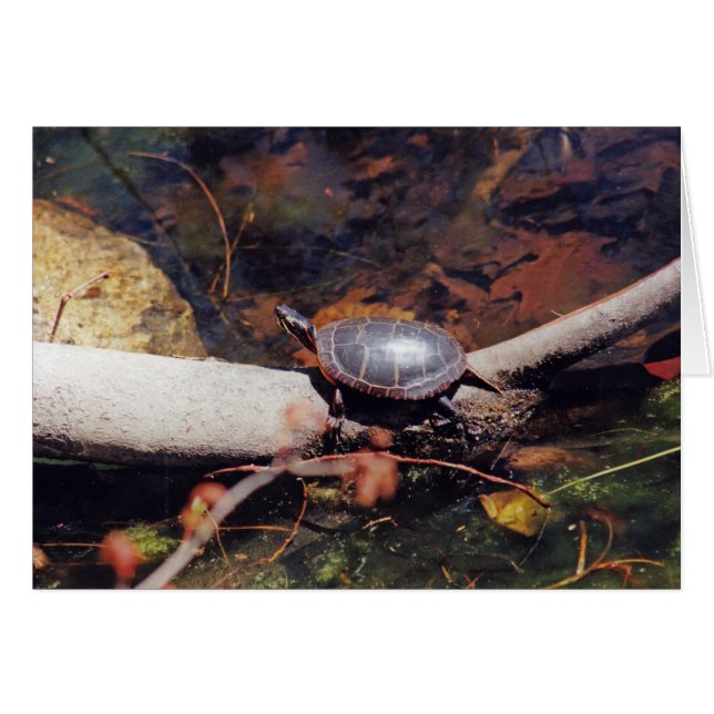 Happy Turtle (Vorderseite (Horizontal))