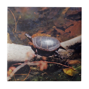 Happy Turtle Fliese