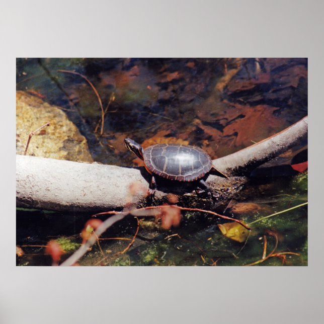 Happy Turtle Poster (Vorne)