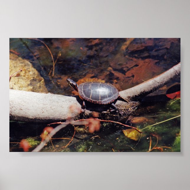 Happy Turtle Poster (Vorne)