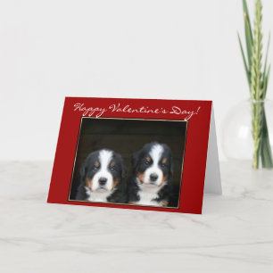 Happy Valentine's Day Bernese Mountain Dog Card Feiertagskarte