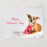 Happy Valentinstag Pitbull Welpe