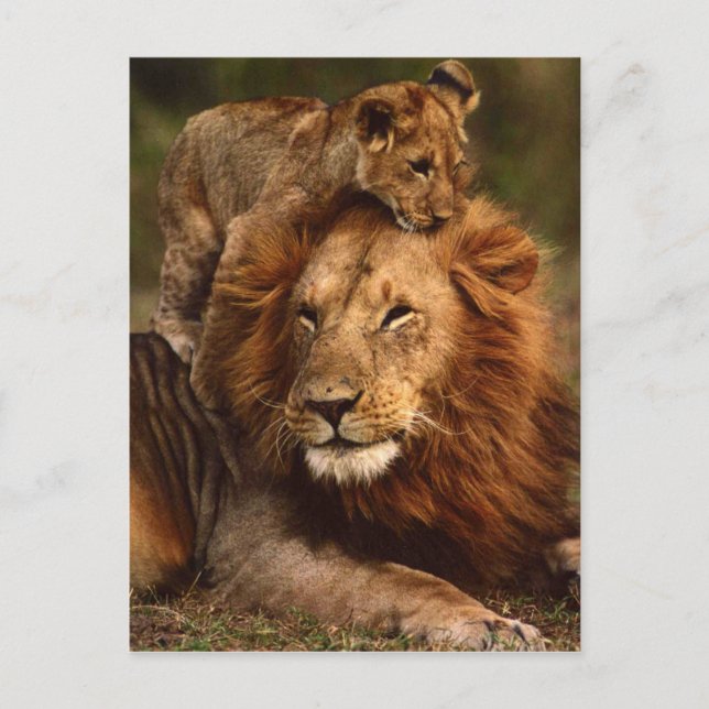 Happy Vathers Day Daddy Lion und Lion Cub Postkarte (Vorderseite)